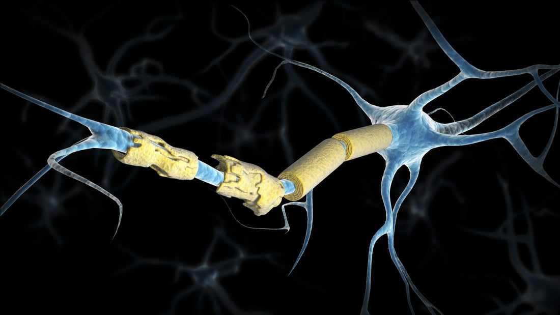 Multiple Sclerosis (MS) and NAD+ Supplementation